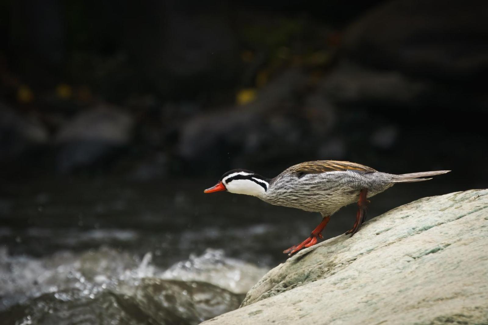 チョアチ Skale Peregrinoゲストハウス エクステリア 写真