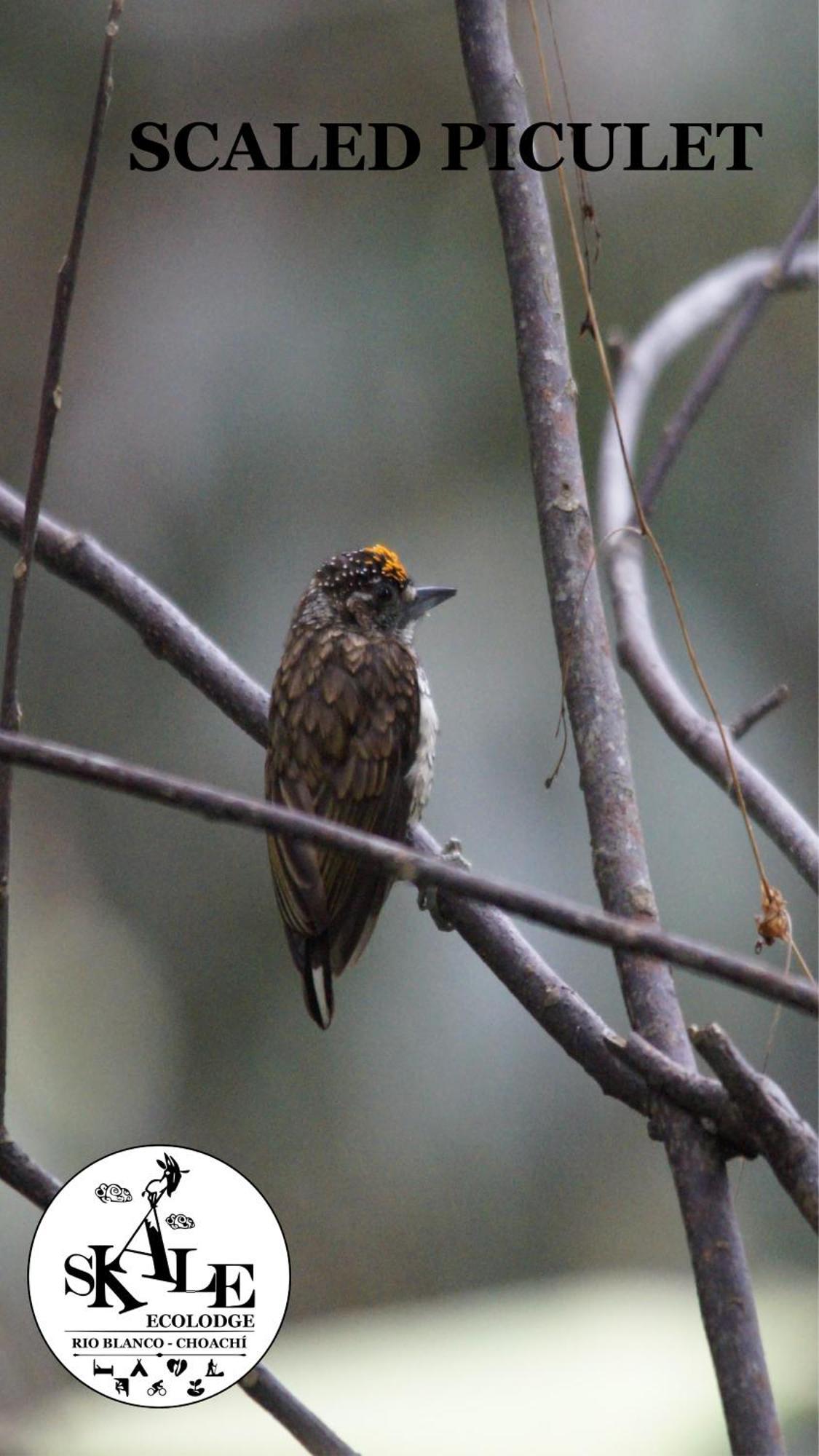 チョアチ Skale Peregrinoゲストハウス エクステリア 写真